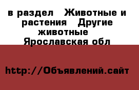  в раздел : Животные и растения » Другие животные . Ярославская обл.